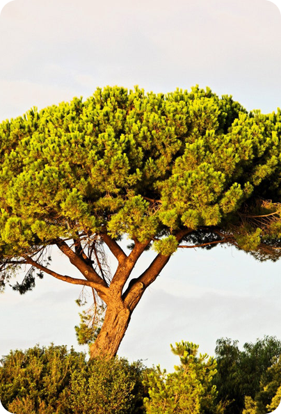 Italian-Stone-Pine