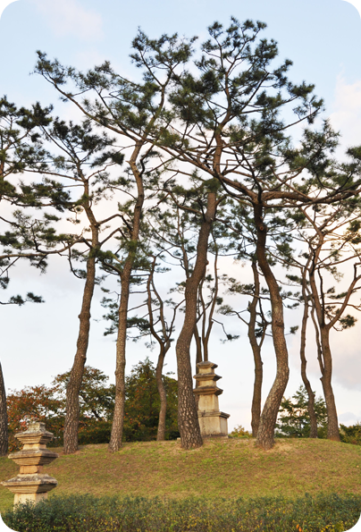 Korean-Pine