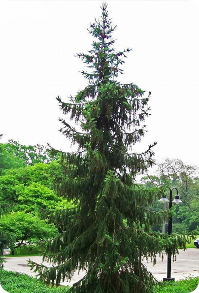 serbian-Pine