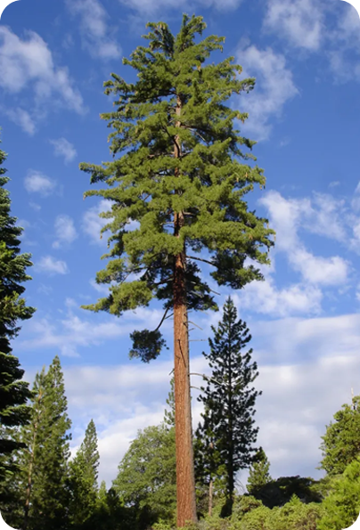 sugar-pine