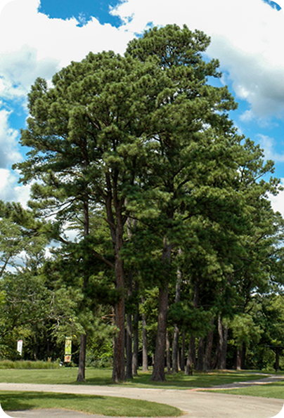 austrian-pine