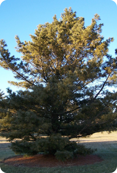 korean-pine-nut-tree