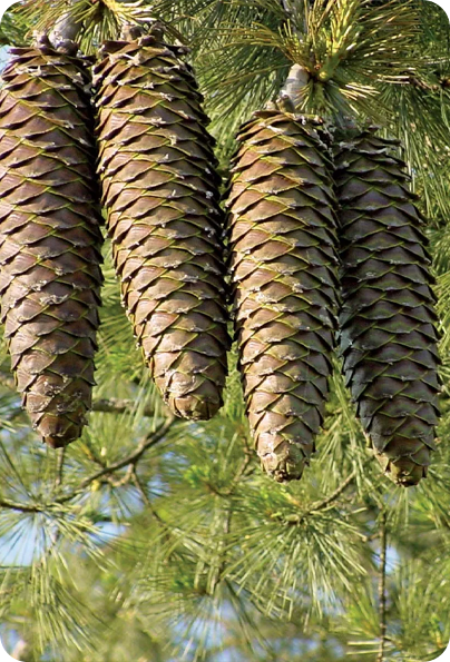 suag-rpine-tree